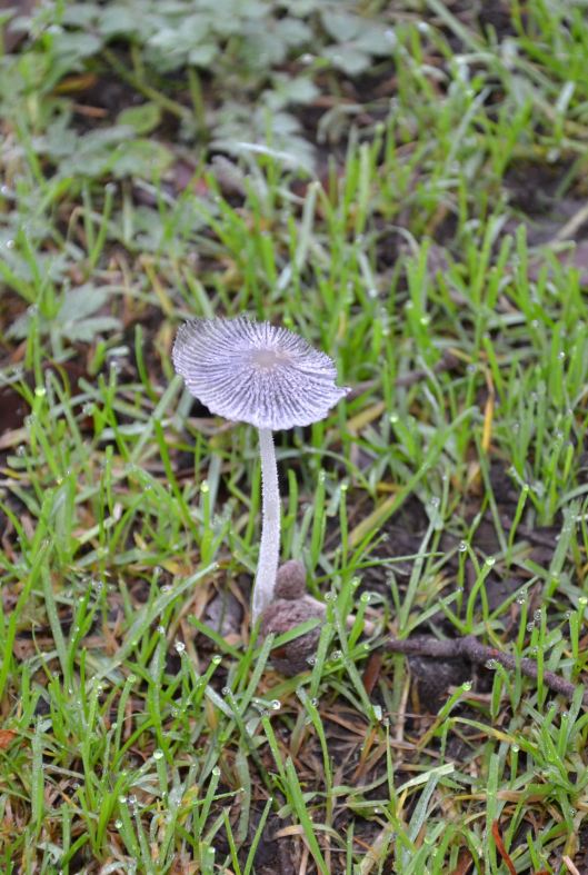 Winter mushroom